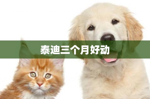 泰迪三個月好動
