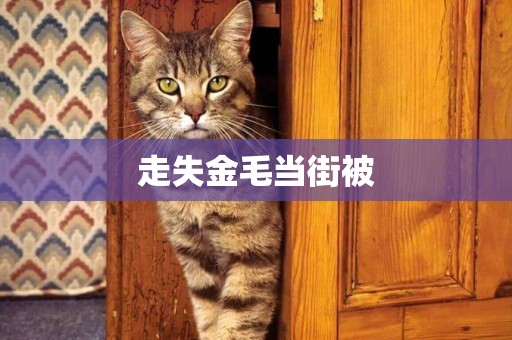 走失金毛當街被