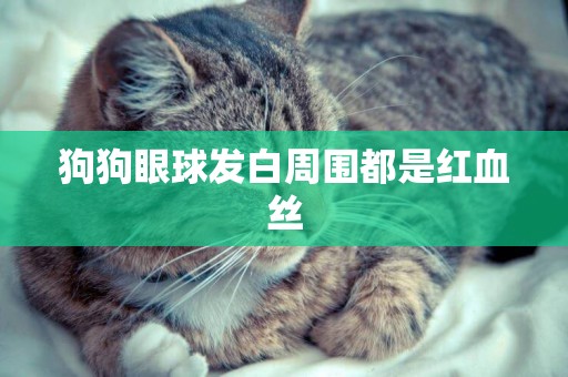 狗狗眼球發白周圍都是紅血絲