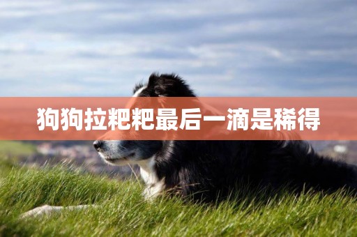 狗狗拉粑粑最后一滴是稀得
