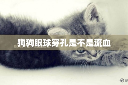 狗狗眼球穿孔是不是流血