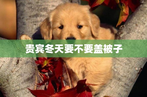 貴賓冬天要不要蓋被子