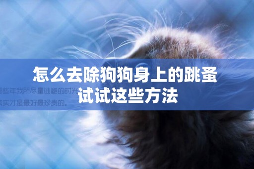 怎么去除狗狗身上的跳蚤 試試這些方法