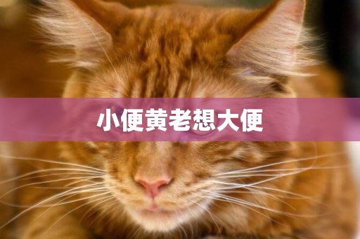 小便黃老想大便
