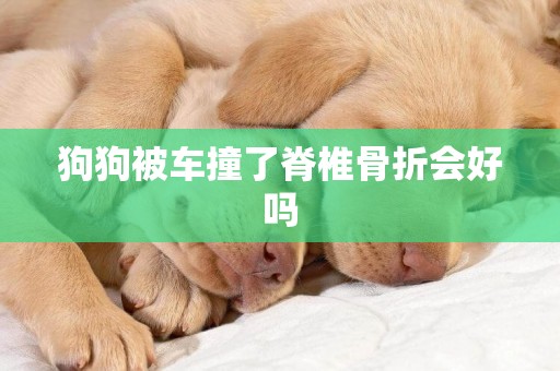 狗狗被車撞了脊椎骨折會好嗎