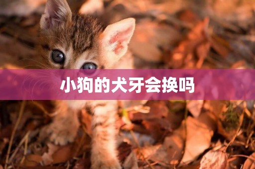 小狗的犬牙會換嗎