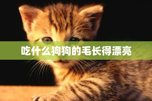 吃什么狗狗的毛長得漂亮
