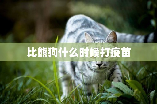 比熊狗什么時候打疫苗