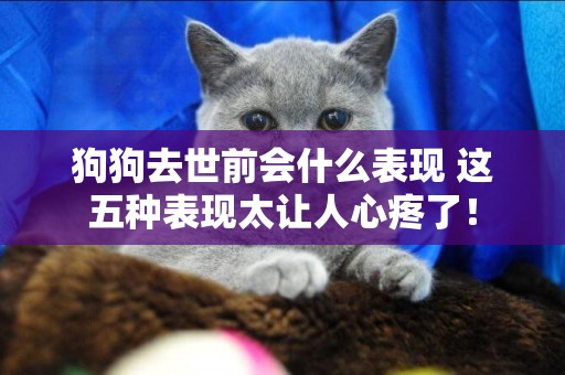 狗狗去世前會什么表現 這五種表現太讓人心疼了！