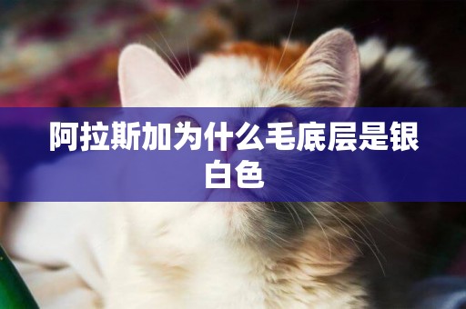 阿拉斯加為什么毛底層是銀白色