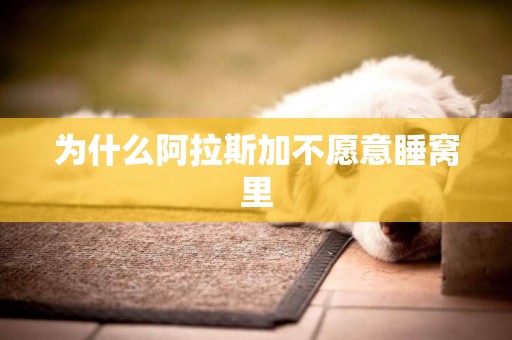 為什么阿拉斯加不愿意睡窩里