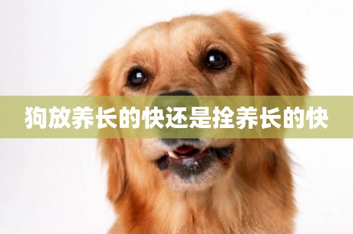 狗放養長的快還是拴養長的快