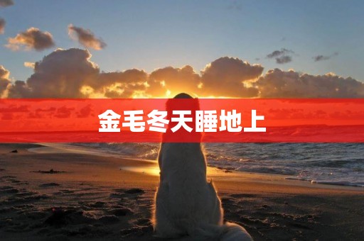金毛冬天睡地上