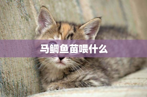 馬鯛魚苗喂什么