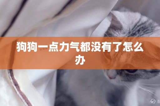 狗狗一點力氣都沒有了怎么辦