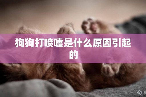 狗狗打噴嚏是什么原因引起的
