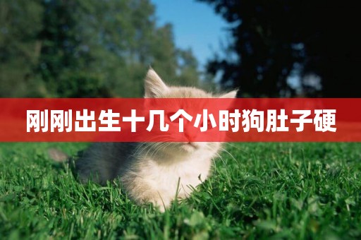剛剛出生十幾個小時狗肚子硬