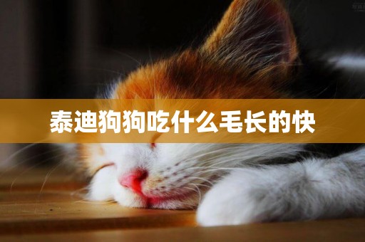 泰迪狗狗吃什么毛長的快