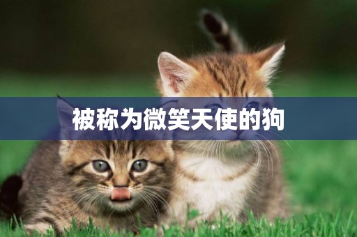 被稱為微笑天使的狗
