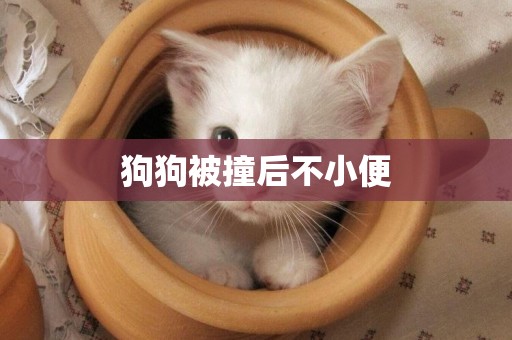 狗狗被撞后不小便