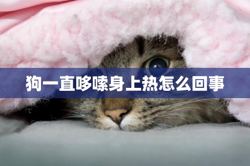 狗一直哆嗦身上熱怎么回事