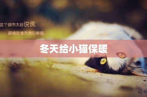 冬天給小貓保暖