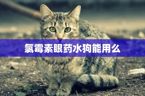 氯霉素眼藥水狗能用么