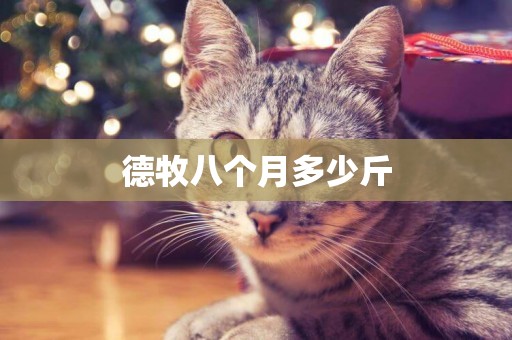 德牧八個月多少斤