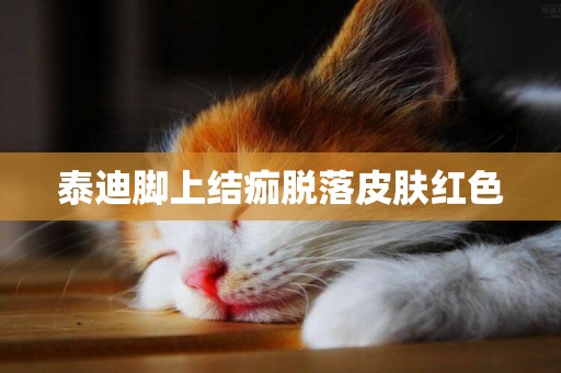 泰迪腳上結痂脫落皮膚紅色