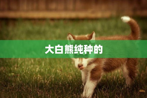 大白熊純種的