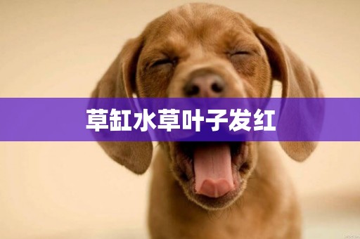 草缸水草葉子發紅