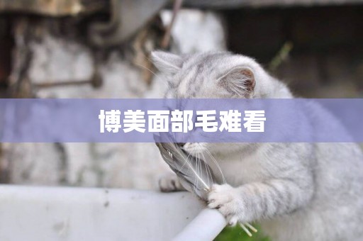 博美面部毛難看