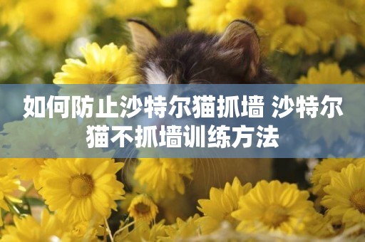 如何防止沙特爾貓抓墻 沙特爾貓不抓墻訓練方法