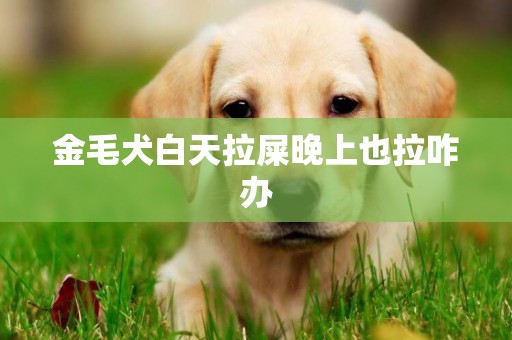 金毛犬白天拉屎晚上也拉咋辦