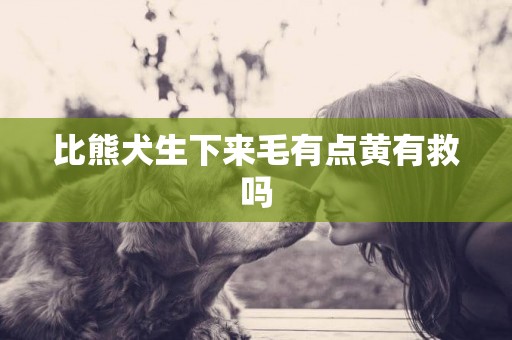 比熊犬生下來毛有點黃有救嗎