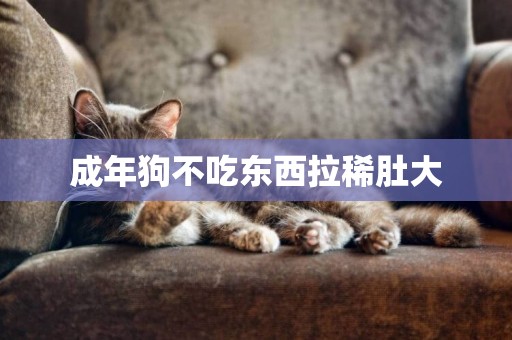 成年狗不吃東西拉稀肚大