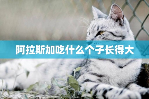阿拉斯加吃什么個子長得大