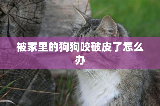 被家里的狗狗咬破皮了怎么辦