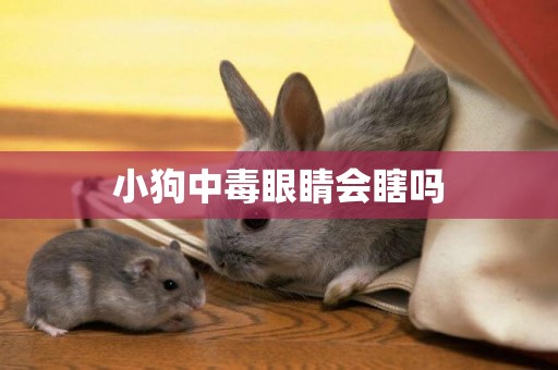 小狗中毒眼睛會瞎嗎