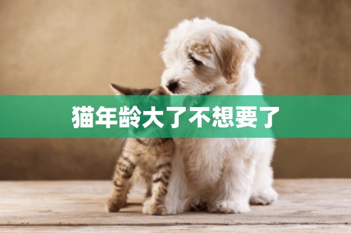 貓年齡大了不想要了