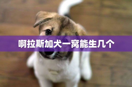 啊拉斯加犬一窩能生幾個