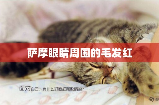 薩摩眼睛周圍的毛發紅