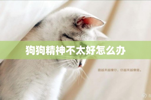狗狗精神不太好怎么辦
