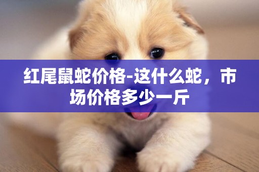 紅尾鼠蛇價格-這什么蛇，市場價格多少一斤