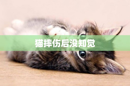 貓摔傷后沒知覺