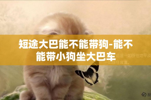 短途大巴能不能帶狗-能不能帶小狗坐大巴車