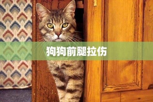 狗狗前腿拉傷