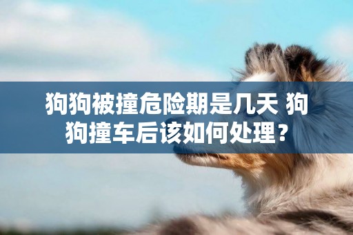 狗狗被撞危險期是幾天 狗狗撞車后該如何處理？