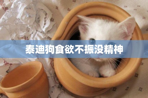 泰迪狗食欲不振沒精神
