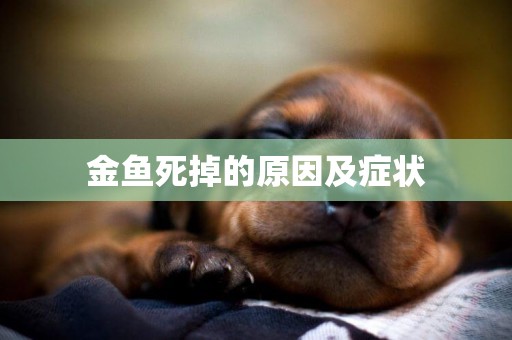 金魚死掉的原因及癥狀